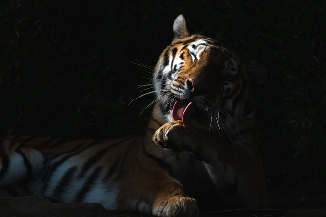 TAMRON 50-400mm F/4.5-6.3 Di Ⅲ VC VXD (דגם A067)