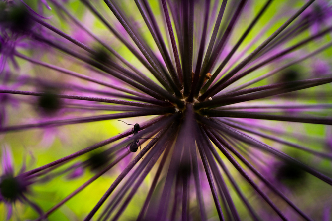 TAMRON 50-400mm F/4.5-6.3 Di Ⅲ VC VXD (דגם A067)
