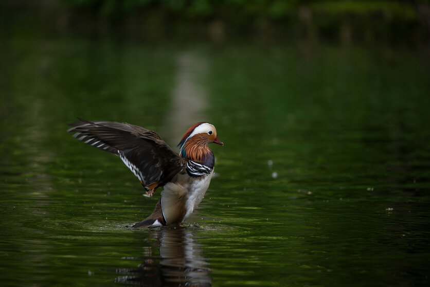 TAMRON 50-400mm F/4.5-6.3 Di Ⅲ VC VXD (דגם A067)