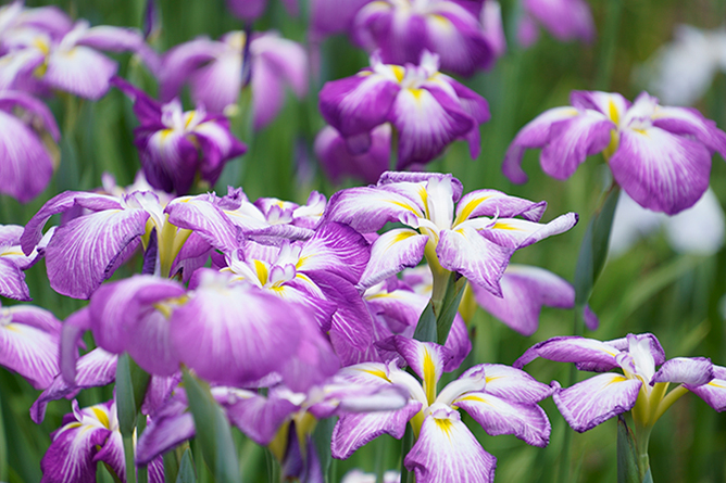 18-300mm F/3.5-6.3 Di III-A VC VXD