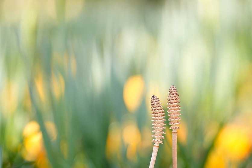 תמונות לדוגמה של 90mm F2.8 MACRO F072 פרחים