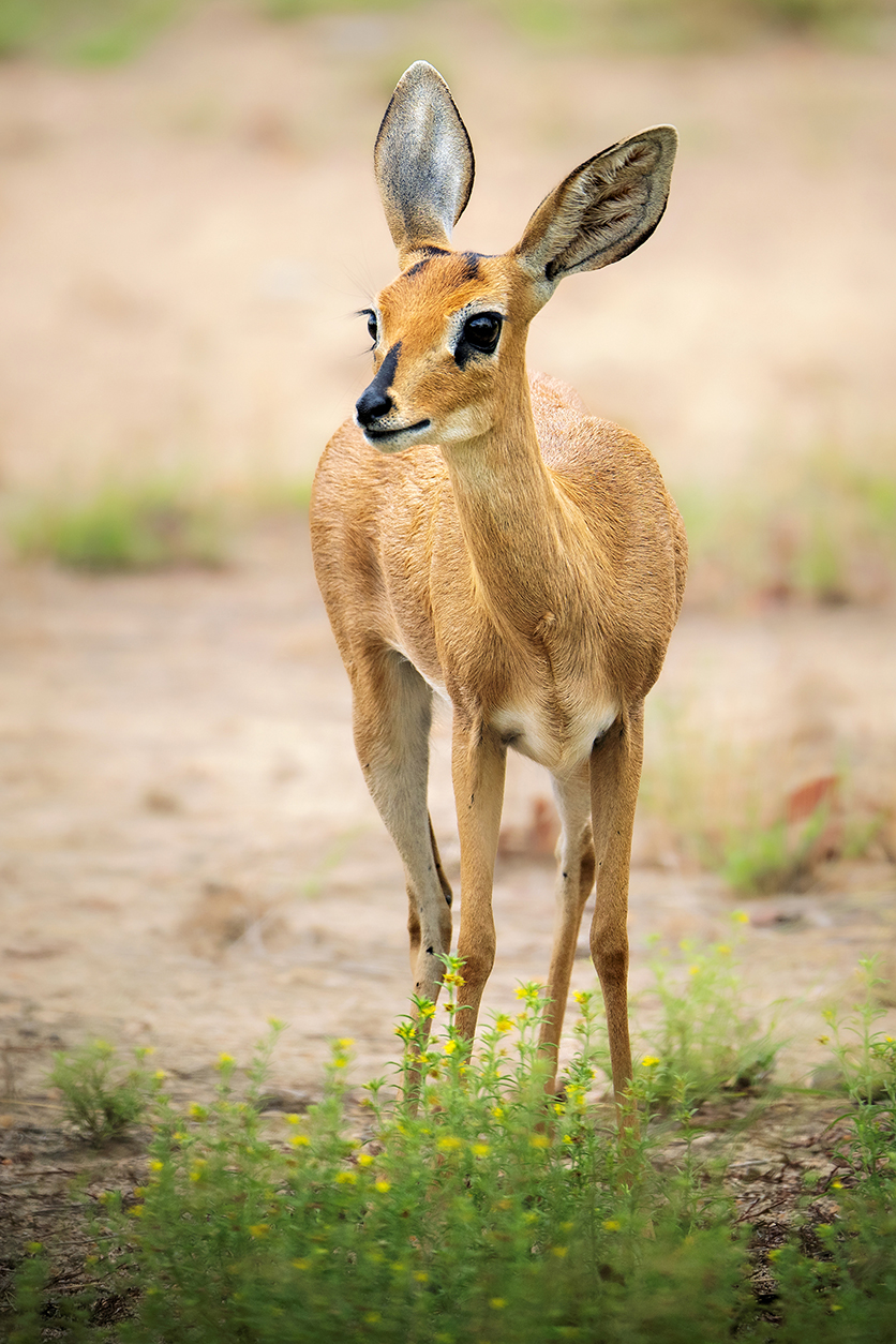 תמונות חיות בר מאת אלכסנדר אהרןולד עם TAMRON 150-500mm F5-6.7 (דגם A057) למערכת ניקון Z