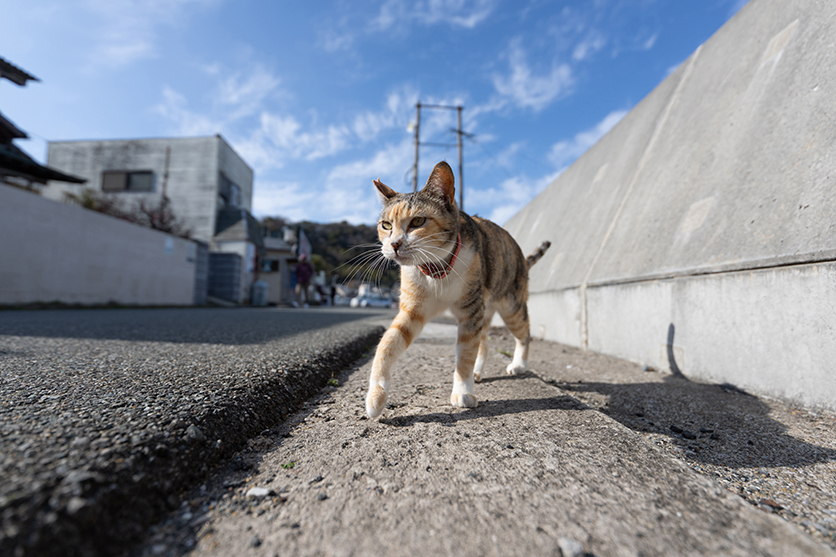 תמונת דוגמה 16-30mm F2.8 G2 A064 חתול