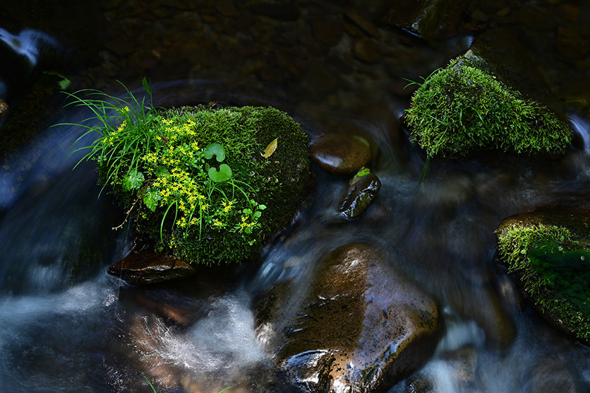 TAMRON 70-300mm F4.5-6.3 (Model A047) למערכת NIKON Z x נוף מאת Yukie Hayashi