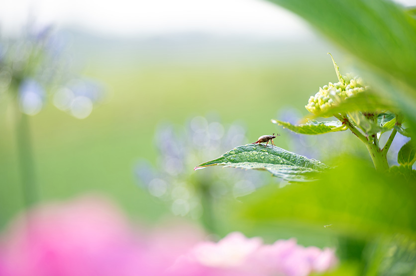 TAMRON 70-300mm F4.5-6.3 (Model A047) למערכת NIKON Z x נוף מאת Yukie Hayashi