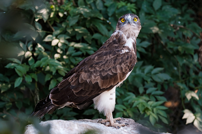 TAMRON 150-500mm F5-6.7 (דגם A057) למערכת FUJIFILM X x ציפורים בר בידי רמי שאפובלנק