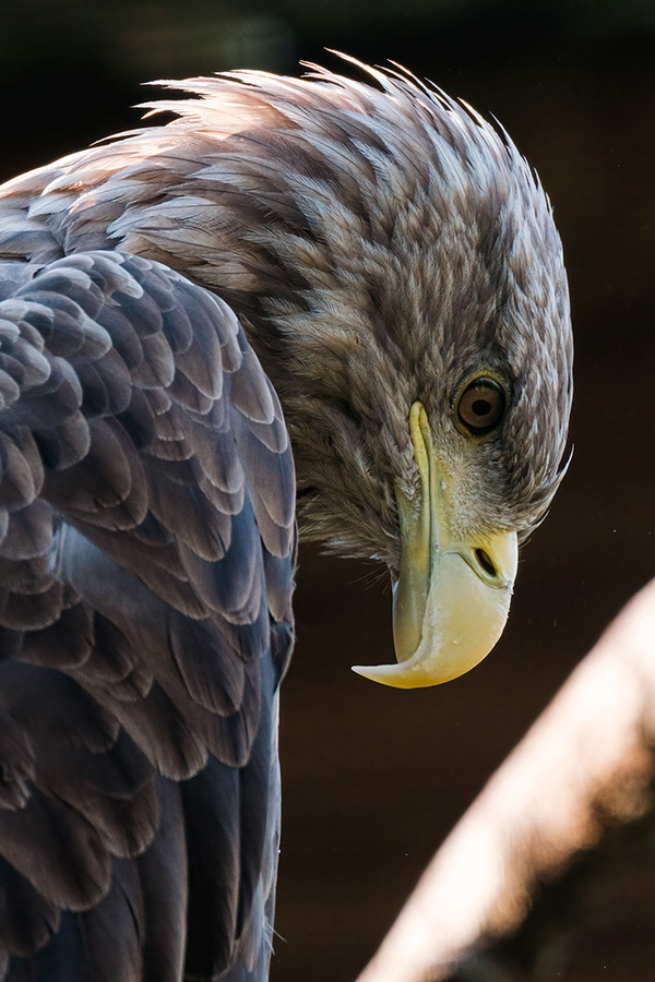 TAMRON 150-500mm F5-6.7 (דגם A057) למערכת FUJIFILM X x ציפורים בר בידי רמי שאפובלנק