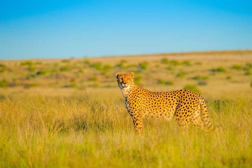 TAMRON 150-500mm F5-6.7 (דגם A057) למערכת Sony E-mount x חיות בר מאת Shannon Wild