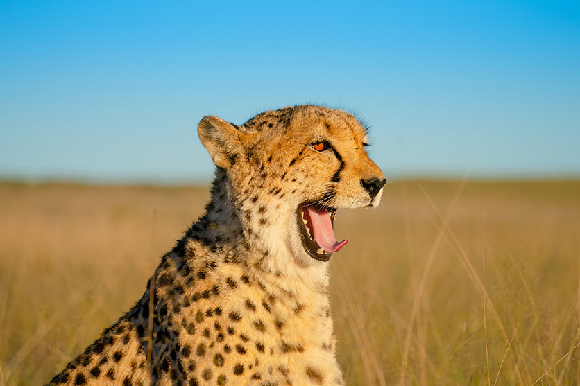 TAMRON 150-500mm F5-6.7 (דגם A057) למערכת Sony E-mount x חיות בר מאת Shannon Wild