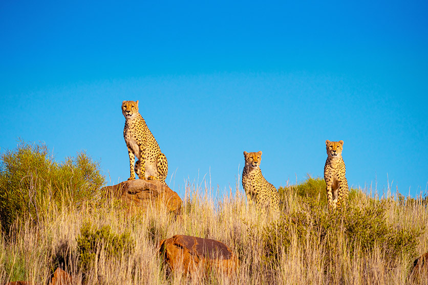 TAMRON 150-500mm F5-6.7 (דגם A057) למערכת Sony E-mount x חיות בר מאת Shannon Wild