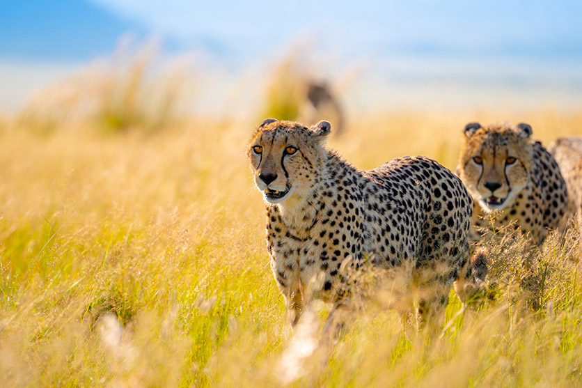 TAMRON 150-500mm F5-6.7 (דגם A057) למערכת Sony E-mount x חיות בר מאת Shannon Wild