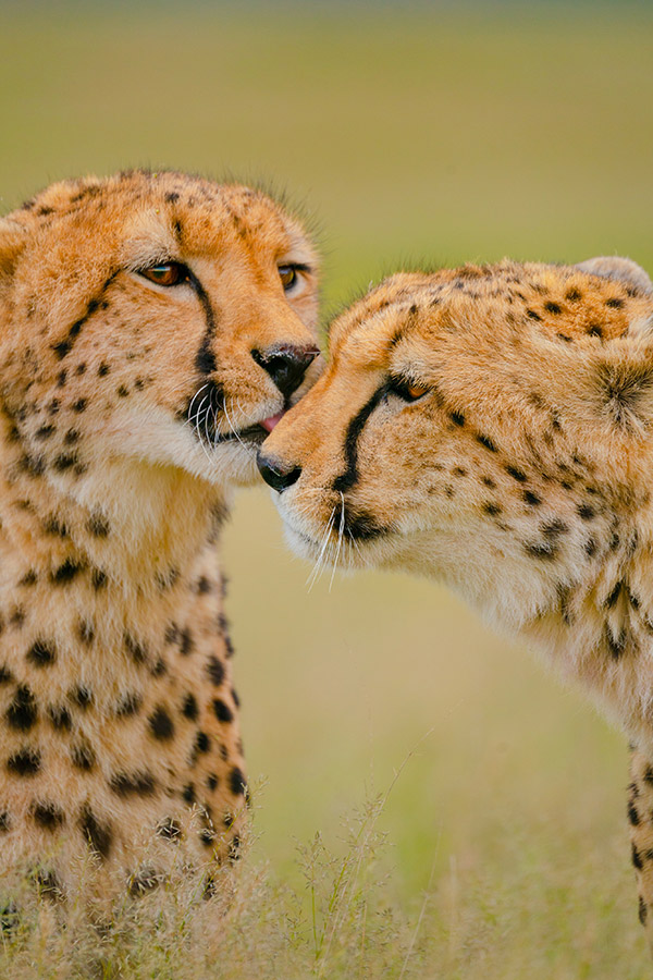 TAMRON 150-500mm F5-6.7 (דגם A057) למערכת Sony E-mount x חיות בר מאת Shannon Wild