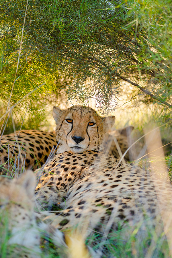 TAMRON 150-500mm F5-6.7 (דגם A057) למערכת Sony E-mount x חיות בר מאת Shannon Wild