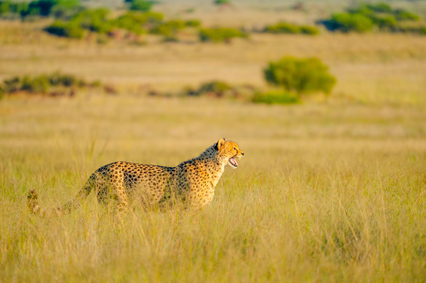 TAMRON 150-500mm F5-6.7 (דגם A057) למערכת Sony E-mount x חיות בר מאת Shannon Wild
