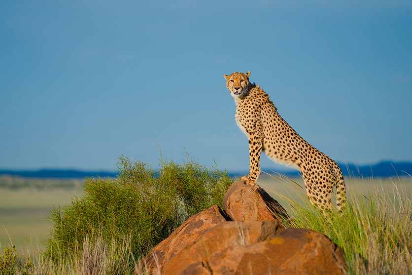 TAMRON 150-500mm F5-6.7 (דגם A057) למערכת Sony E-mount x חיות בר מאת Shannon Wild