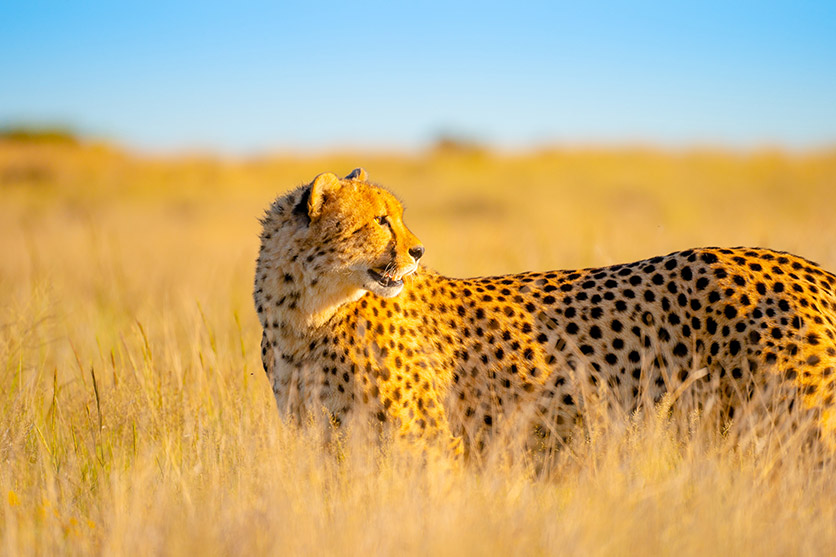 TAMRON 150-500mm F5-6.7 (דגם A057) למערכת Sony E-mount x חיות בר מאת Shannon Wild