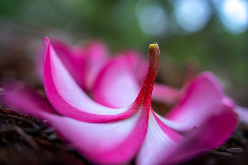 TAMRON 28-75mm F2.8 G2 (Model A063) למערכת Sony E-mount x צילומי טיול מאת Itsuka Yakumo