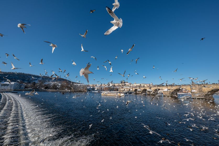 12-20mm F2.8 (Model A084) 12-20mm F2.8 (Model A084)